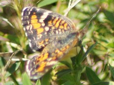 Pandemos ormenus - Phaon-Halbmond